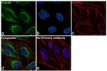 GANAB Antibody in Immunocytochemistry (ICC/IF)