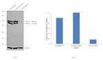 GANAB Antibody in Western Blot (WB)