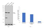 NUP62 Antibody in Western Blot (WB)