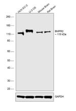 BMPR2 Antibody in Western Blot (WB)