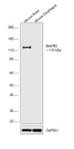 BMPR2 Antibody in Western Blot (WB)