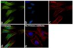 RAP1A Antibody in Immunocytochemistry (ICC/IF)