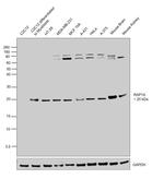 RAP1A Antibody in Western Blot (WB)