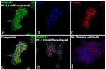 HOMER1 Antibody in Immunocytochemistry (ICC/IF)