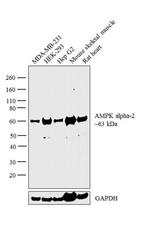 AMPK alpha-2 Antibody in Western Blot (WB)