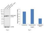 AMPK alpha-2 Antibody in Western Blot (WB)