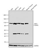 VAV1 Antibody in Western Blot (WB)