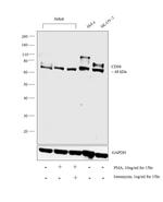 CD98 Antibody in Western Blot (WB)