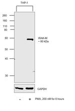 IRAK-M Antibody in Western Blot (WB)