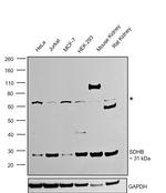 SDHB Antibody in Western Blot (WB)