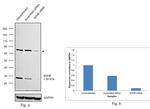 SDHB Antibody in Western Blot (WB)