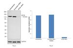 Kinesin 5B Antibody in Western Blot (WB)