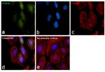 Radixin Antibody in Immunocytochemistry (ICC/IF)