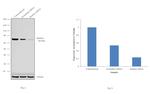 Radixin Antibody in Western Blot (WB)