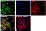 NDUFB9 Antibody in Immunocytochemistry (ICC/IF)