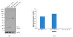 Bcl-X Antibody in Western Blot (WB)