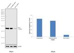 Bcl-X Antibody in Western Blot (WB)