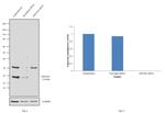 NDUFS4 Antibody in Western Blot (WB)