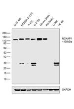 NCKAP1 Antibody