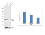 MDH2 Antibody