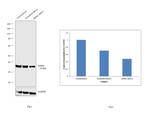 MDH2 Antibody in Western Blot (WB)