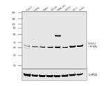 WNT11 Antibody in Western Blot (WB)