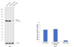 KPNA2 Antibody