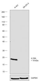 IL1RA Antibody in Western Blot (WB)