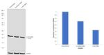 IL1RA Antibody