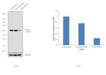 NUP62 Antibody in Western Blot (WB)