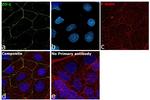 ZO-1 Antibody in Immunocytochemistry (ICC/IF)