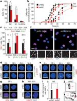 RPA70 Antibody in Immunocytochemistry (ICC/IF)