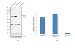 RPA70 Antibody in Western Blot (WB)