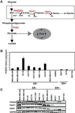 PSPH Antibody in Western Blot (WB)