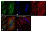 PSPH Antibody in Immunocytochemistry (ICC/IF)