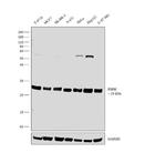 PSPH Antibody in Western Blot (WB)