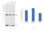 PSPH Antibody in Western Blot (WB)