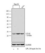 LITAF Antibody in Western Blot (WB)