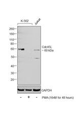 Cdc45L Antibody in Western Blot (WB)