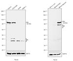 Villin Antibody in Western Blot (WB)