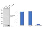 Golgi protein 58k Antibody