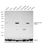 Golgi protein 58k Antibody in Western Blot (WB)