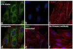 MX1 Antibody in Immunocytochemistry (ICC/IF)