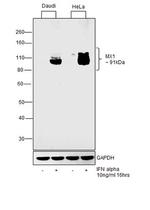 MX1 Antibody in Western Blot (WB)