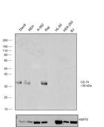 CD74 Antibody in Western Blot (WB)