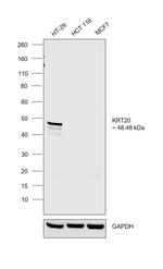 Cytokeratin 20 Antibody in Western Blot (WB)