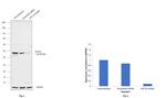 Cytokeratin 20 Antibody in Western Blot (WB)