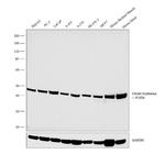 Citrate Synthase Antibody in Western Blot (WB)