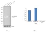 Citrate Synthase Antibody