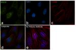 PEX19 Antibody in Immunocytochemistry (ICC/IF)